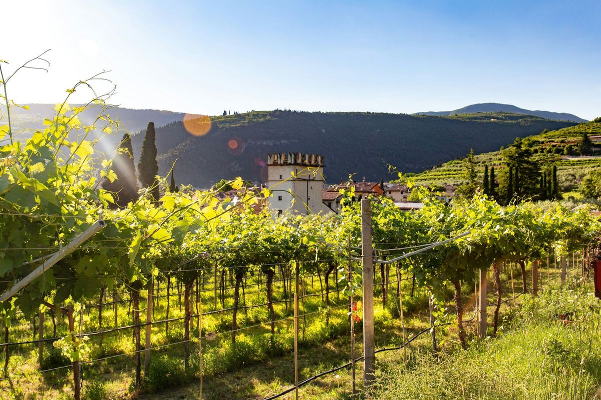 Sunlit vineyards with a medieval tower and hills in northern Italy